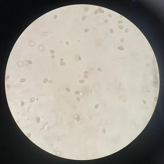 Brightfield microscopy of Cryptomonas ovata at 400×